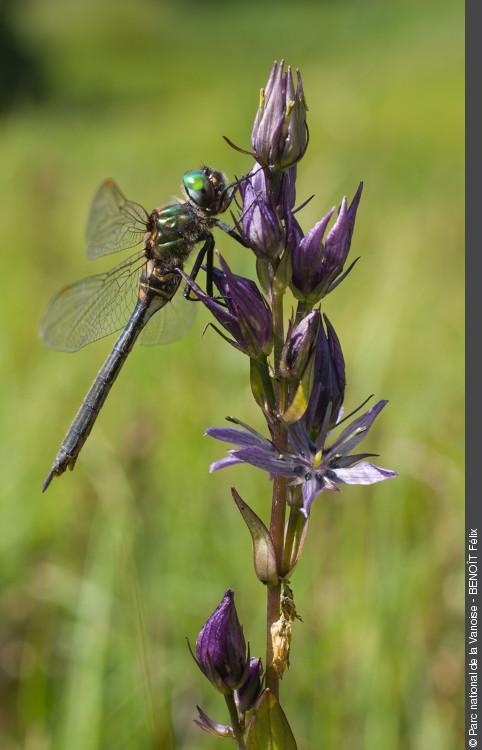 animation naturaliste refuge de plaisance