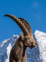 animation parc national de la vanoise refuge de Plaisance