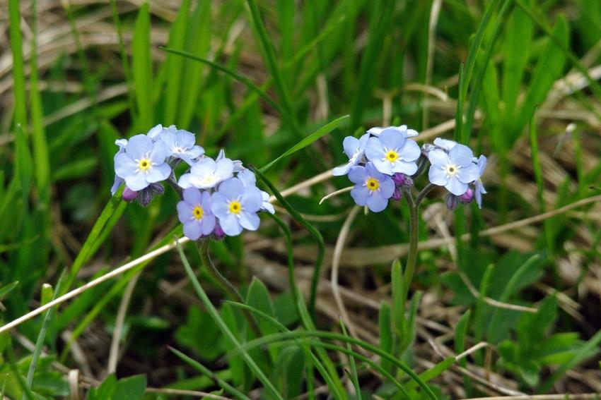 myosotis